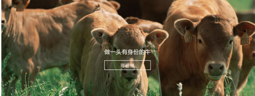 压球app入口站官网参与制定《牛肉追溯技术规程》国家标准 助力牛肉产品“从产地到餐桌”追溯管理上行快车道
